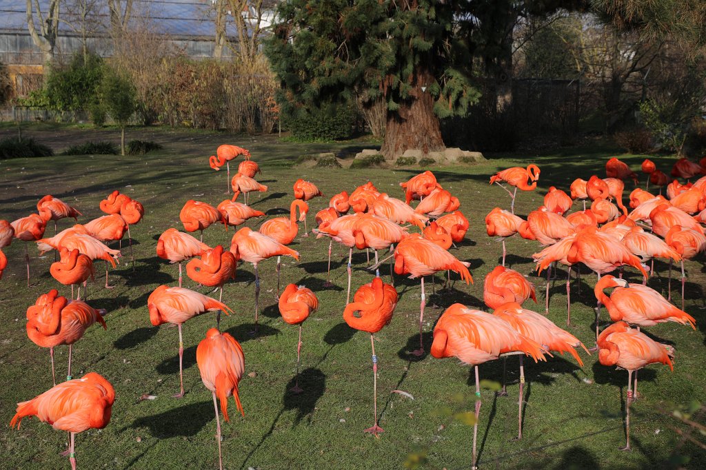 574B4850.JPG -  American flamingo  ( Kubaflamingo )