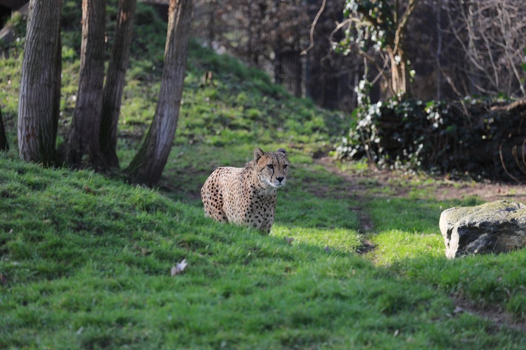 574B4872.JPG -  Cheetah  ( Gepard )