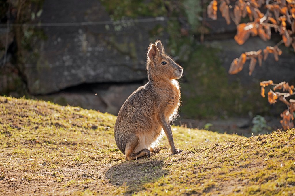 574B4878_c.jpg -  Patagonian mara  ( Großer Pampashase )