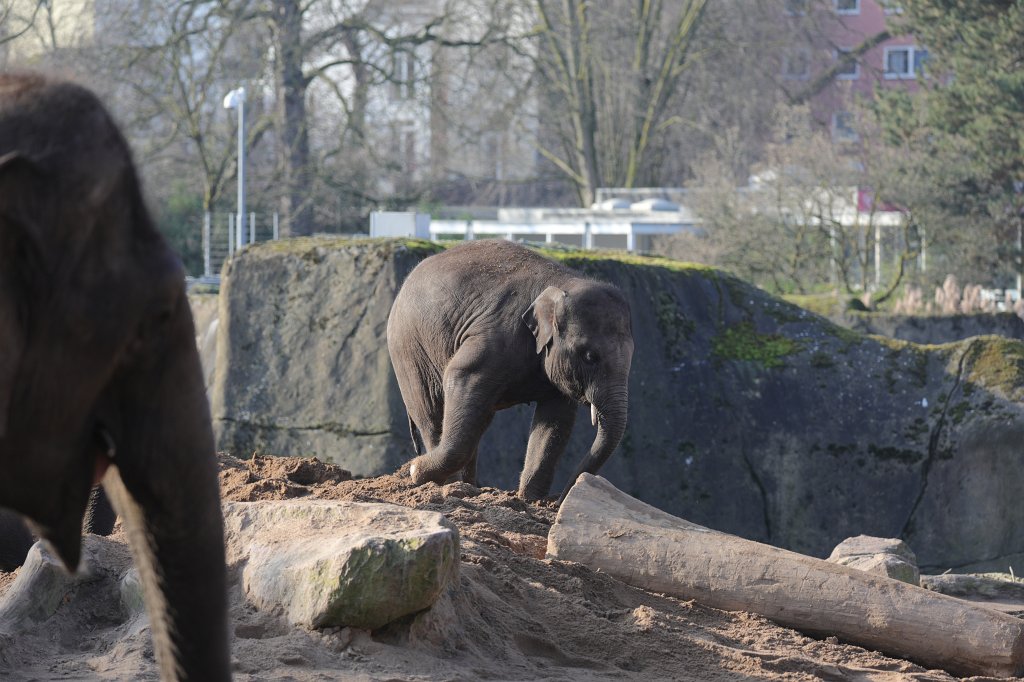 574B4958.JPG -  Asian elephant  ( Asiatischer Elefant )