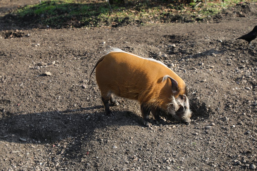 574B4968.JPG -  Red river hog  ( Pinselohrschwein )