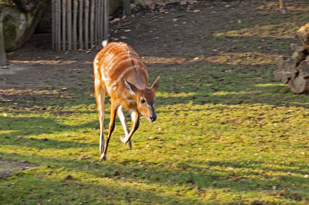 574B4970_c.jpg -  Sitatunga  ( Sitatunga )