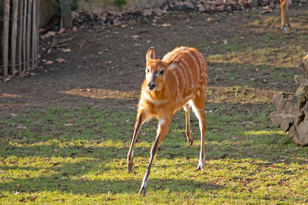 574B4974_c.jpg -  Sitatunga  ( Sitatunga )