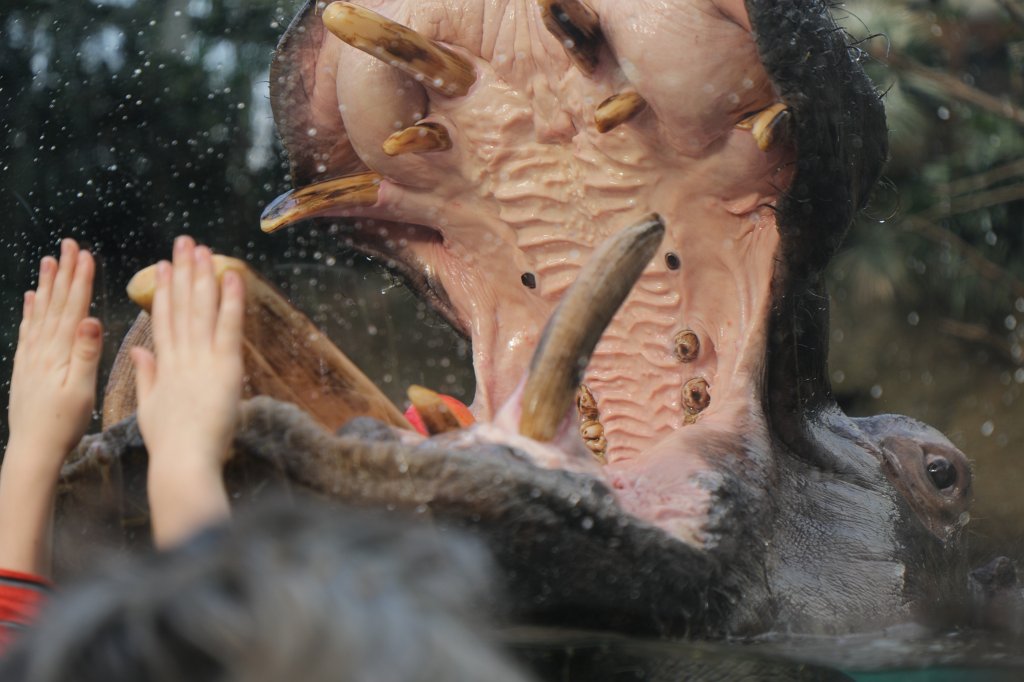 574B4987.JPG -  Hippopotamus  ( Flusspferd )