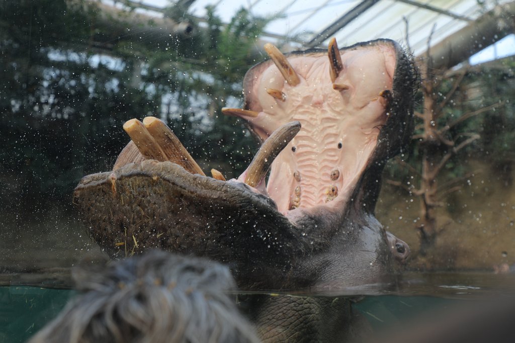 574B4991.JPG -  Hippopotamus  ( Flusspferd )