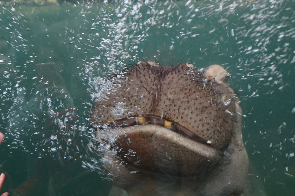 574B5009.JPG -  Hippopotamus  ( Flusspferd )