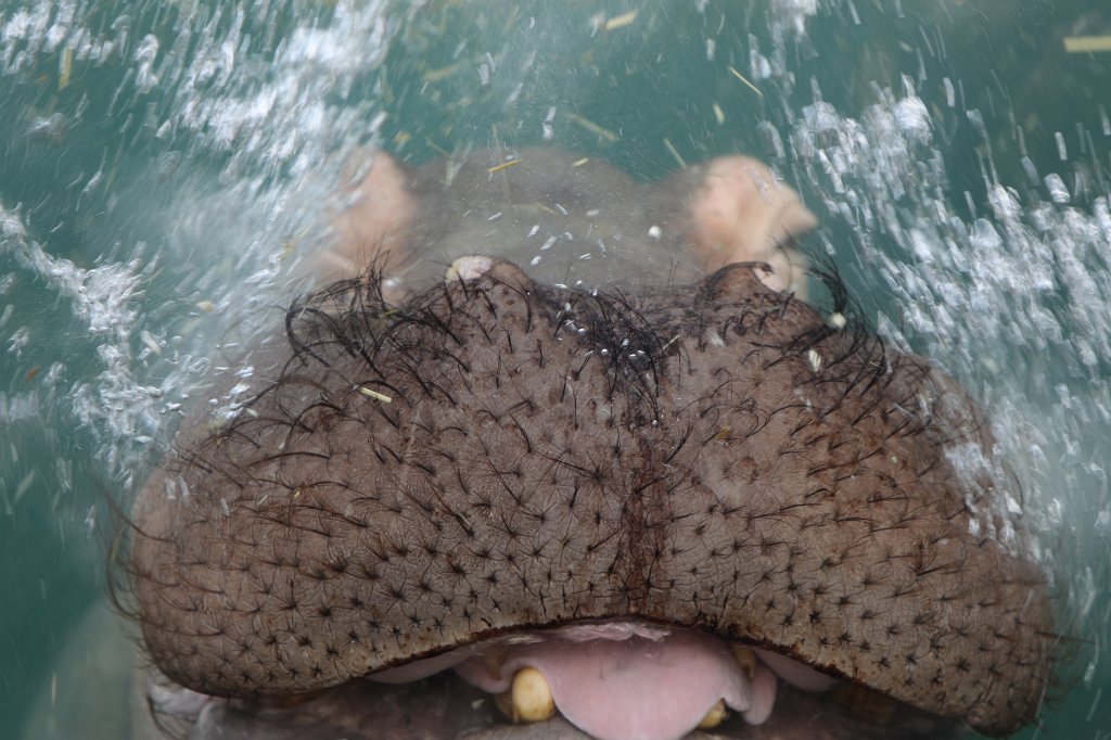 574B5017.JPG -  Hippopotamus  ( Flusspferd )