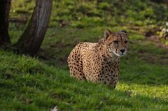 Cheetah